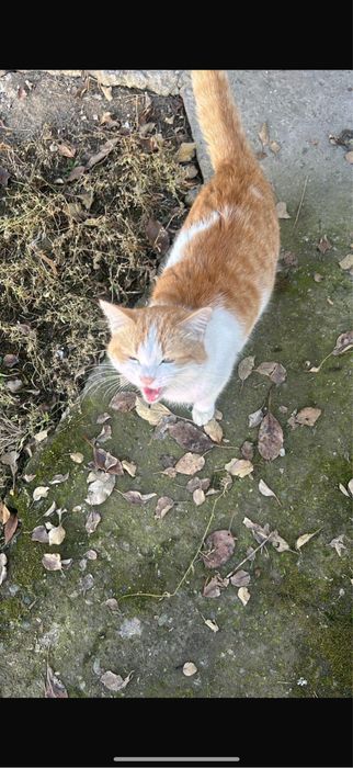 СРОЧНО помогите пристроить заберите