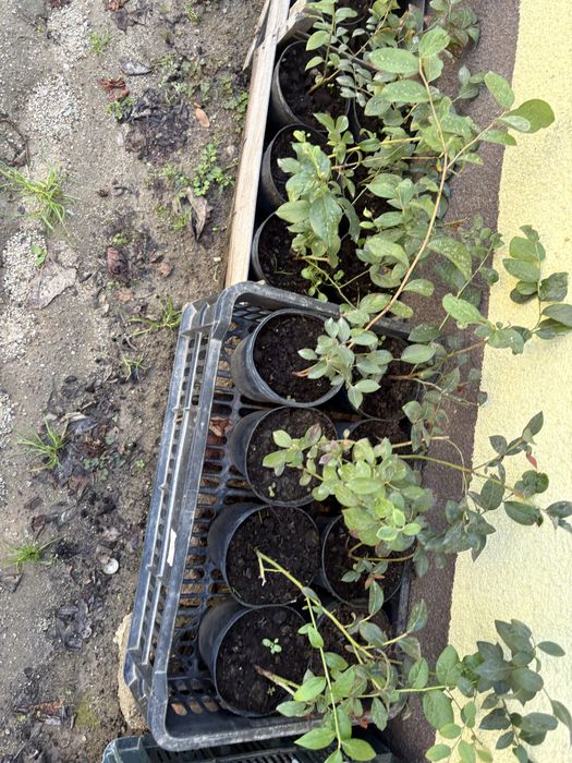 Vand plante de afini si aronie