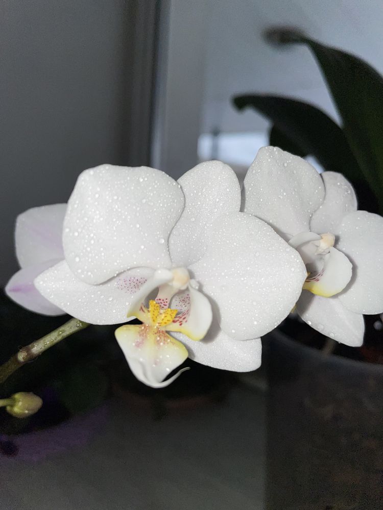 Орхидеи фаленопсисы домашнее цветение