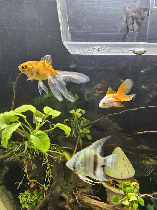 Золотая рыбка,вуалевые