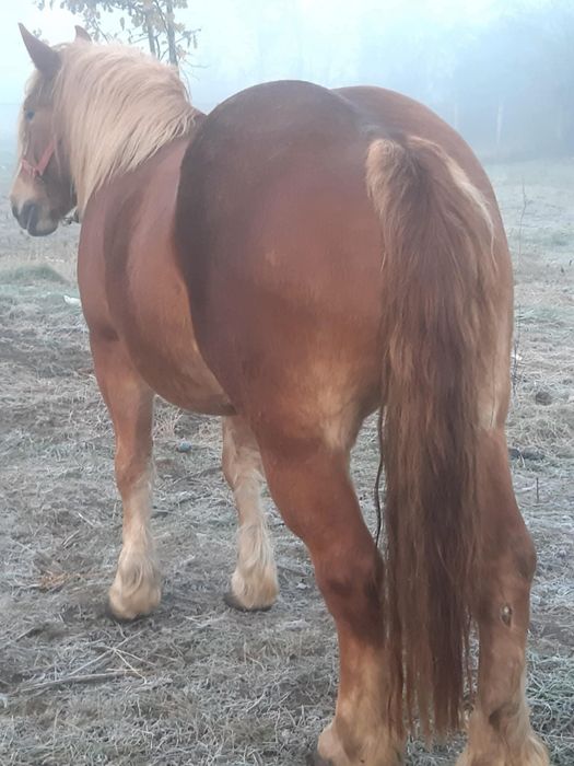 Vând iapa de 5 ani gestanta