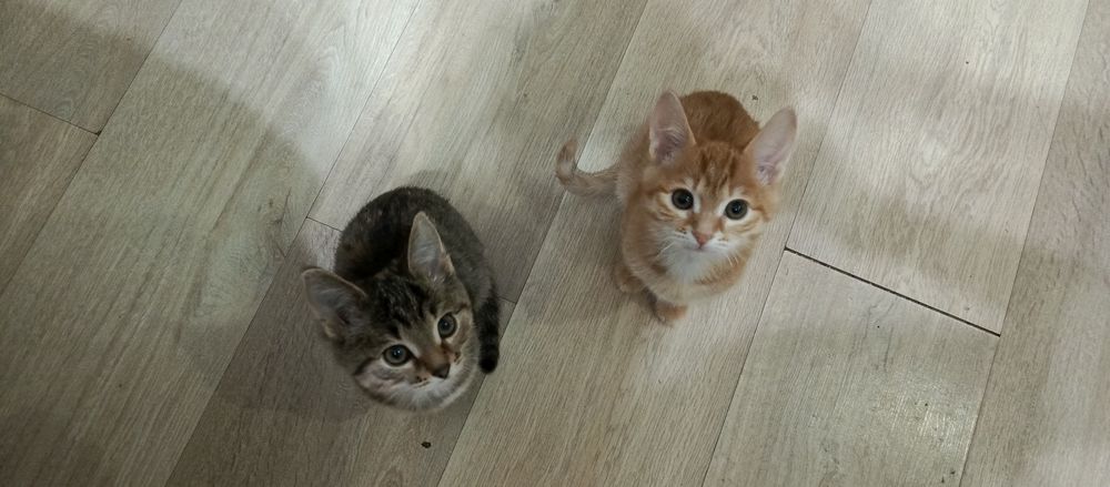 Котята домашние'