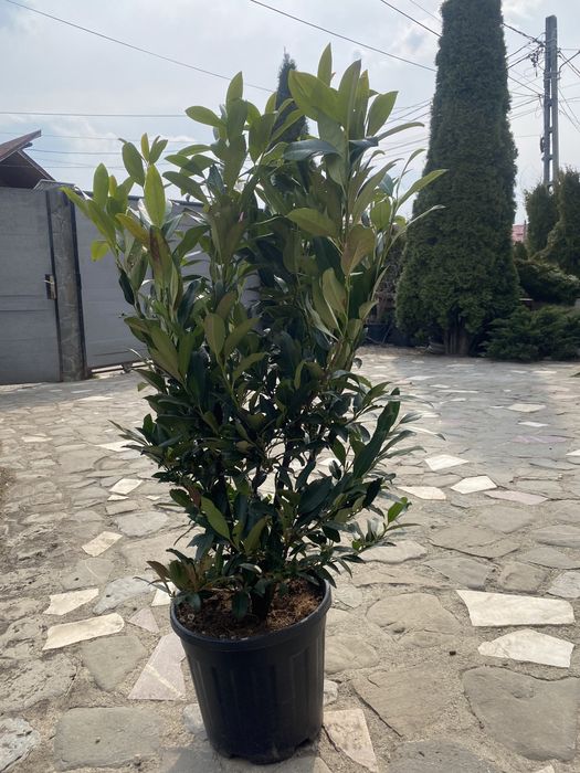 Vand prunus laurocerasus laur englezesc