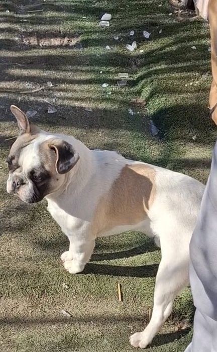 Bulldog francez.
