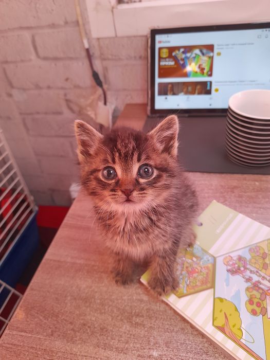 Подарю котёнка,  мальчик