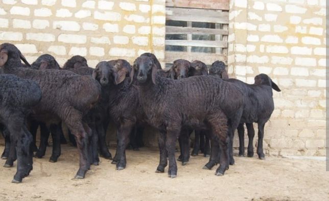 Бараны ягня козы есть большой выбор породы гиссарские сбвьвдвжщ,д яиц