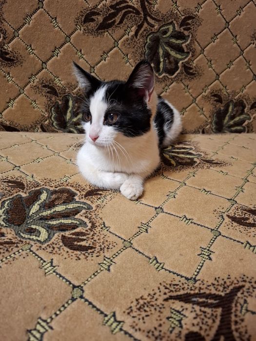 Отдам котенка в добрые руки!