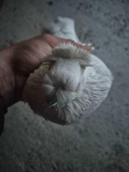 Jucatori albi bimotati