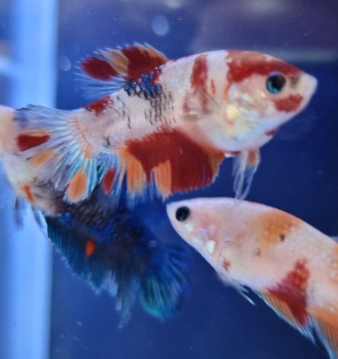Vând pești betta