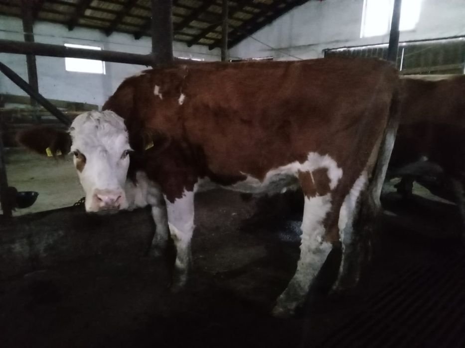 vând 2 vaci de abator