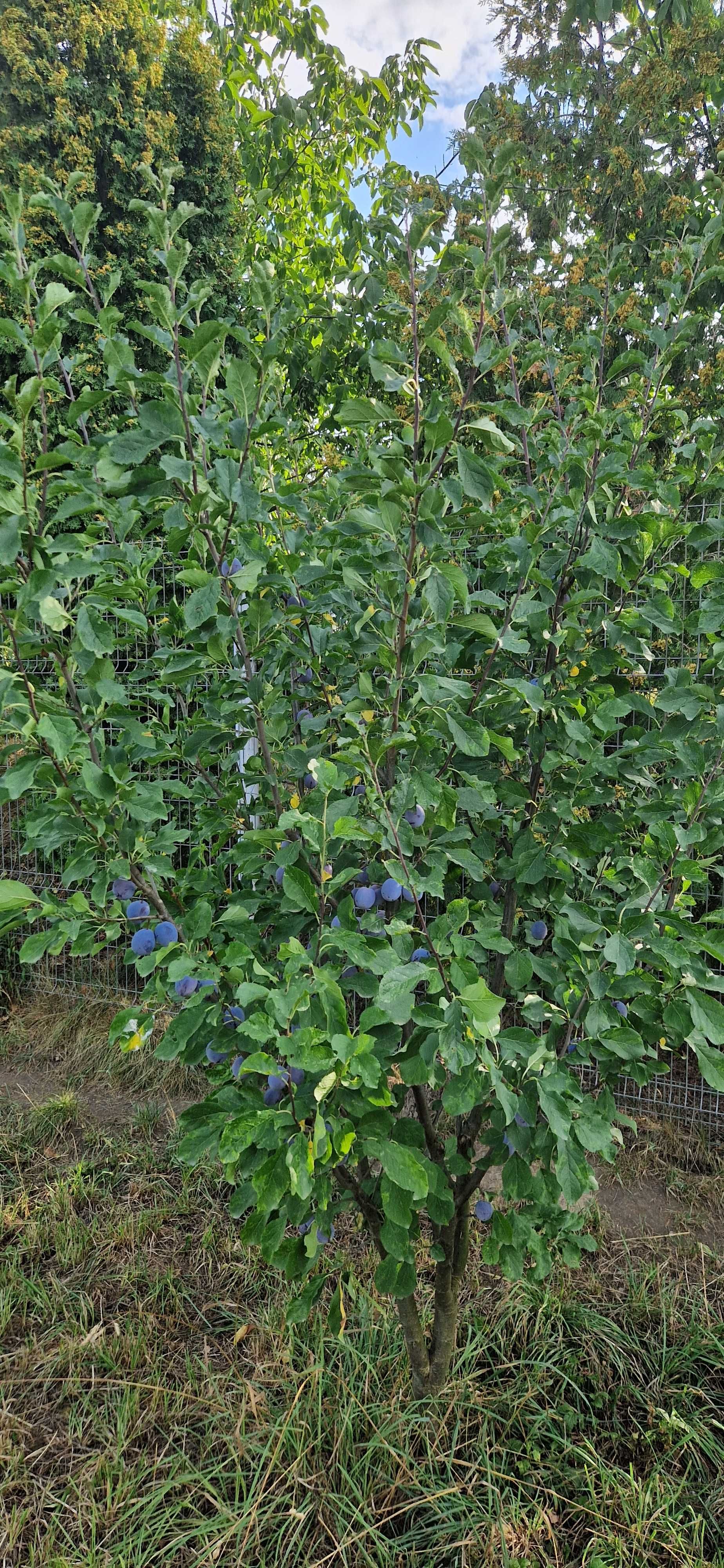 Prune de vânzare