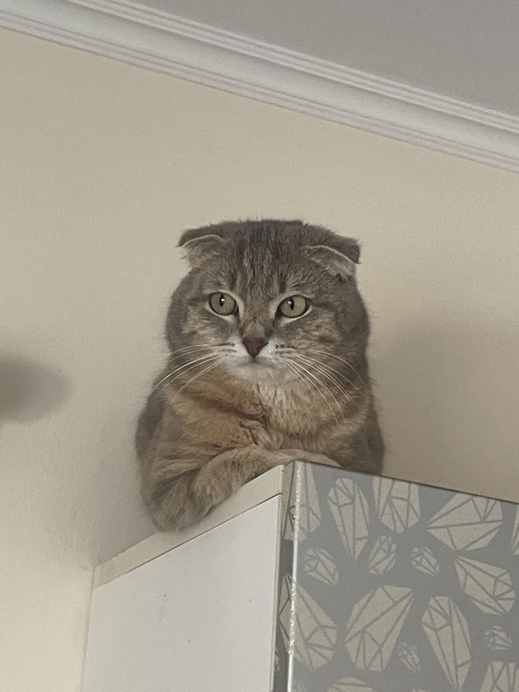 ПРОПАЛ КОТ, веслоухий