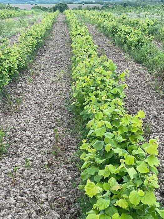 Puieti de alun cu radacina libera