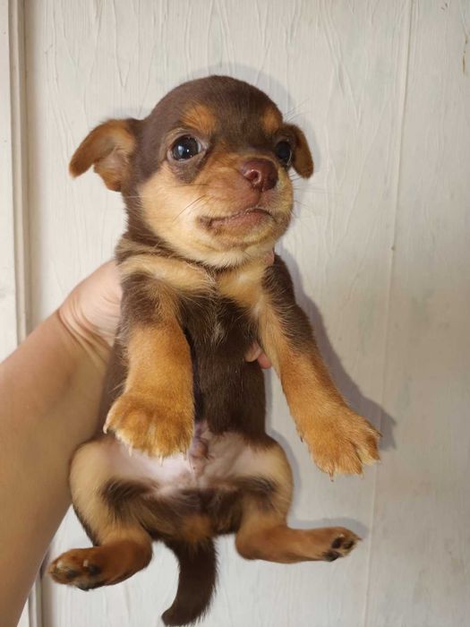 кученца кръстоска мини пинчер/чихуахуа