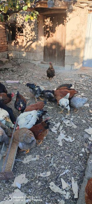 Домашно гледани петли