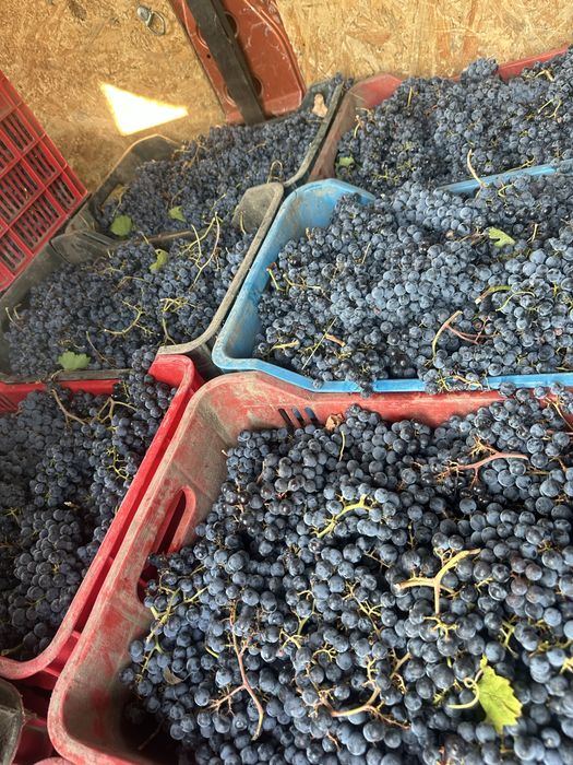 Struguri pentru vin productie 2025 din podgoriile Vrancei!