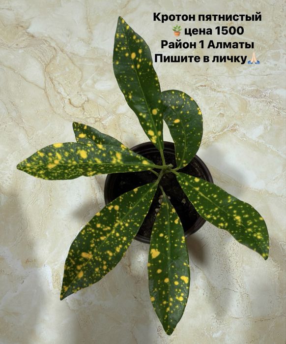 Продам комнатные цветы