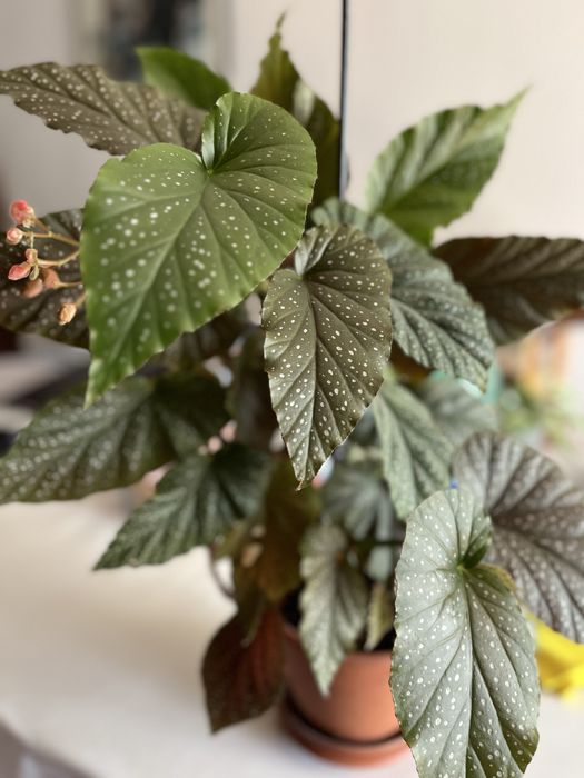 Бегония коралловая