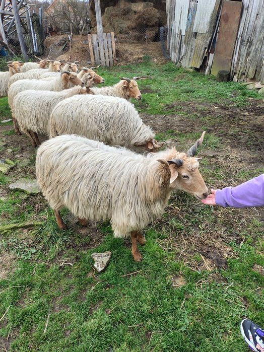 Oi de vânzare Comoraste Caras Severin oile   doctor veterinar