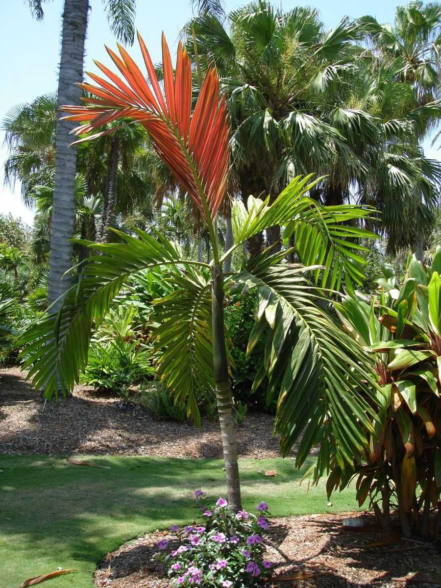 Palmier rar cu frunze rosii din Noua Caledonie (Flamethrower Palm)