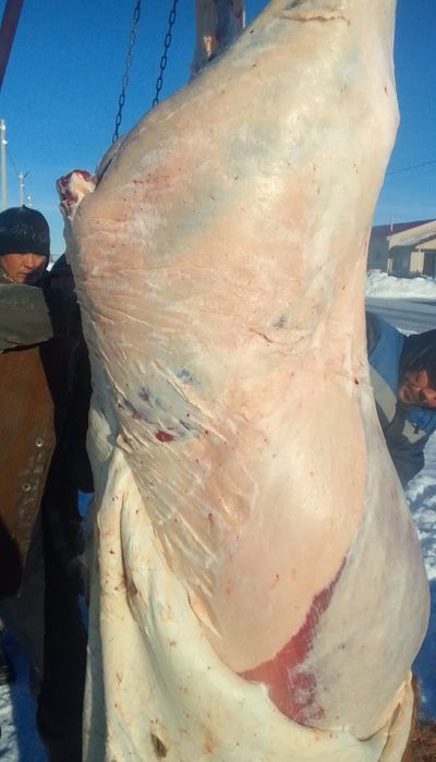 Соғымға семіз жылқылар бар, жабағы, тай, байтал, құнан