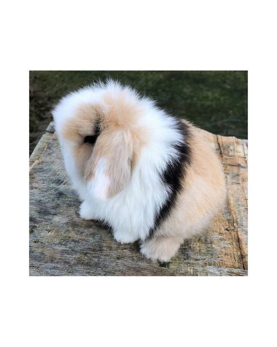 Dekorativni quyonlar sotiladi