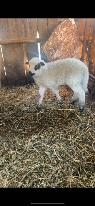 De vânzare oaie cu miel județul Alba