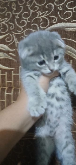 Срочно продам котят скоттиш фолд