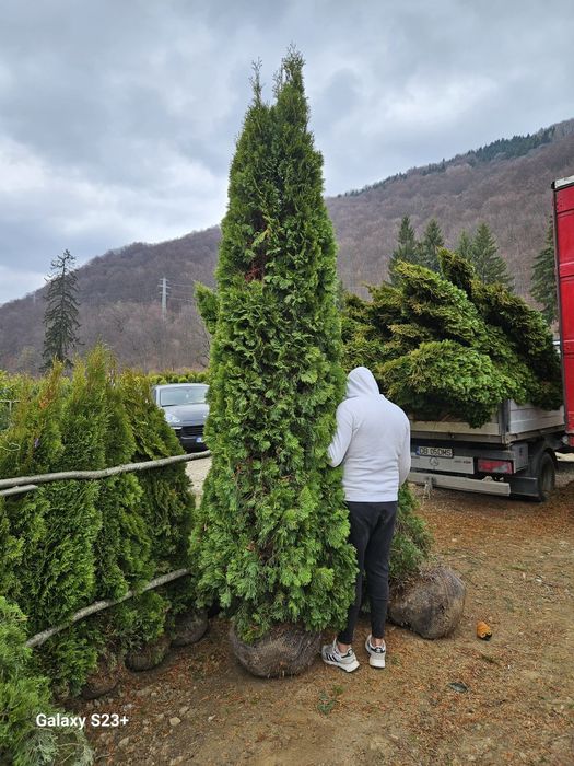 Vând leylandii și tuia smaragd