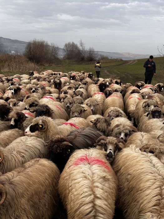 Anunti oi de vanzare