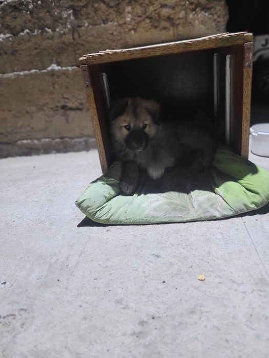 Шымкент каласы тобет кушык