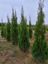 Tuia ( thuja ) 180-200 cm perfect aclimatizați