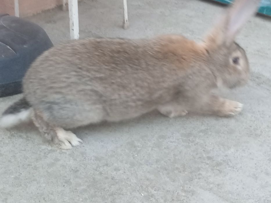 Куен сотилади фландер