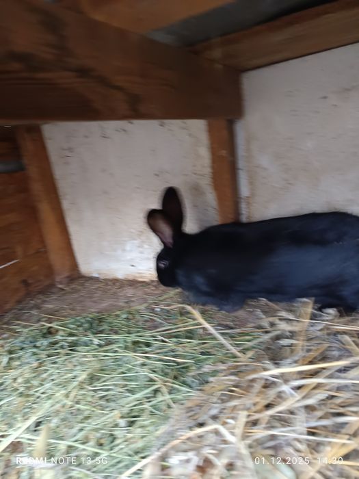 Iepuroaica de vanzare