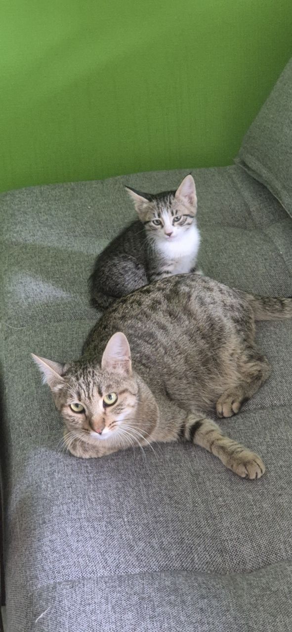 Отдаются мимишные котята в добрые руки