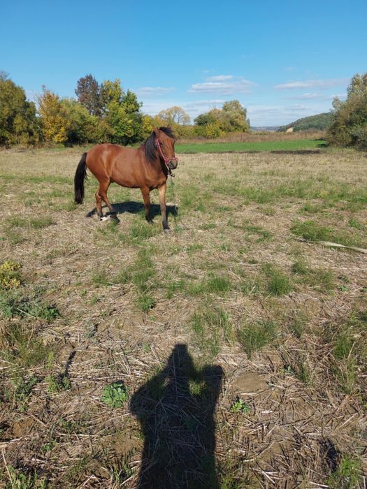 Vând cal, castrat