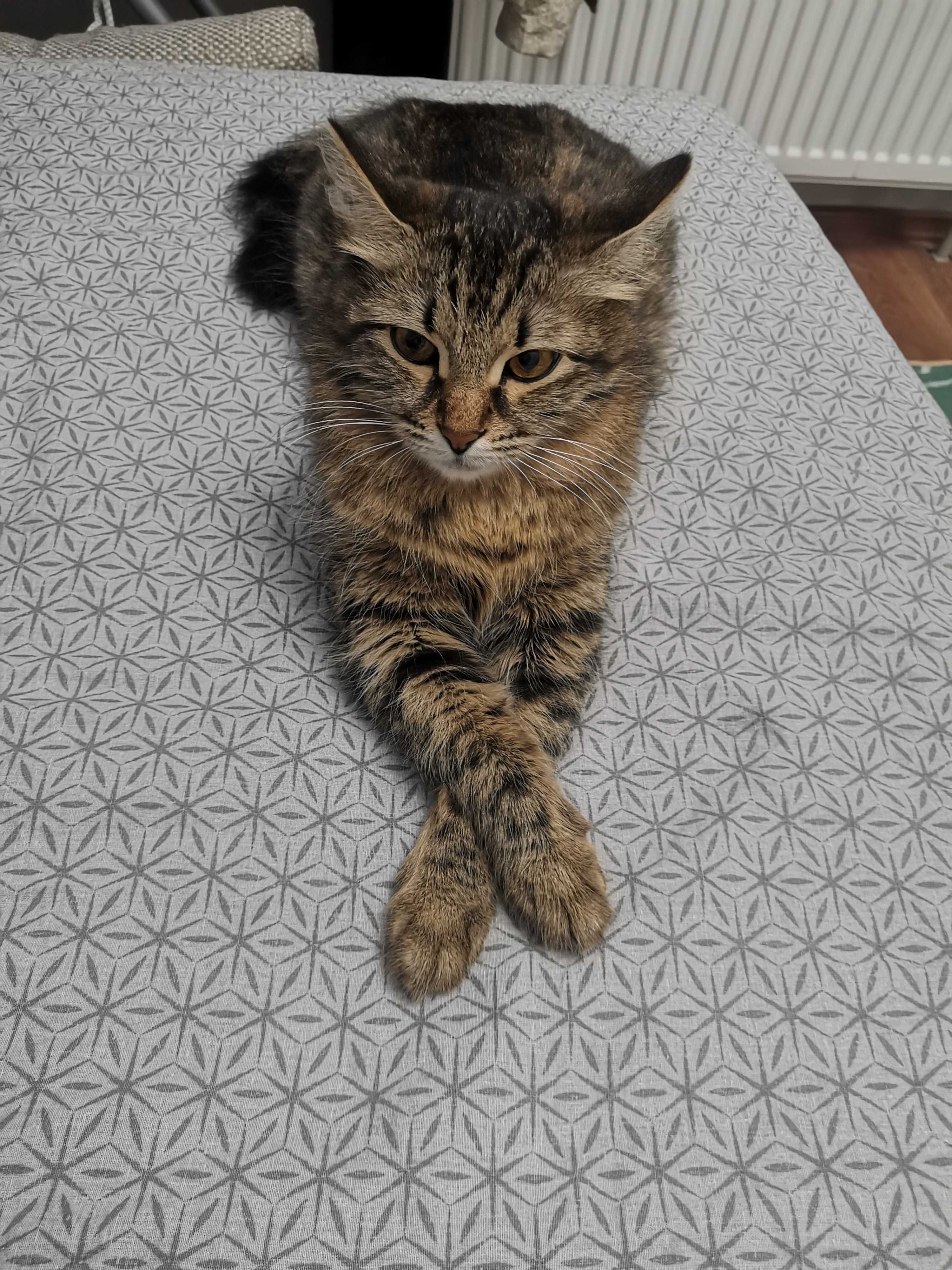 Кошки бесплатно, срочно