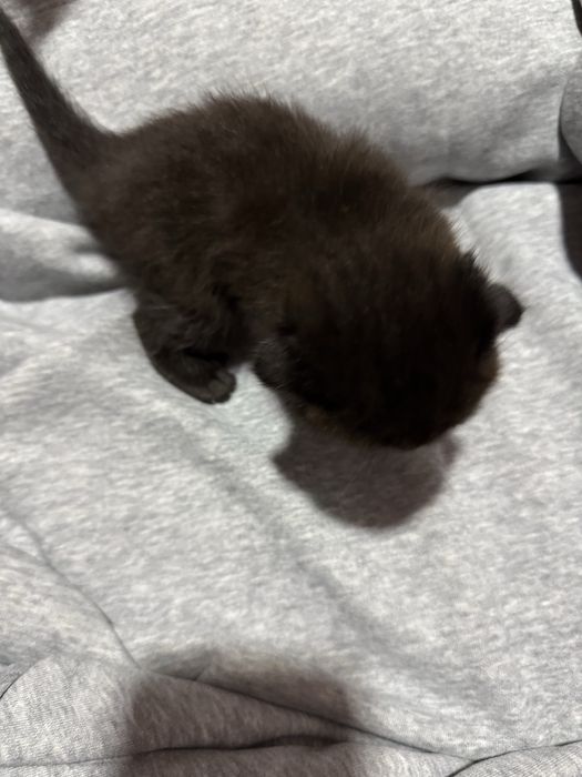 Scottish fold mushuk
