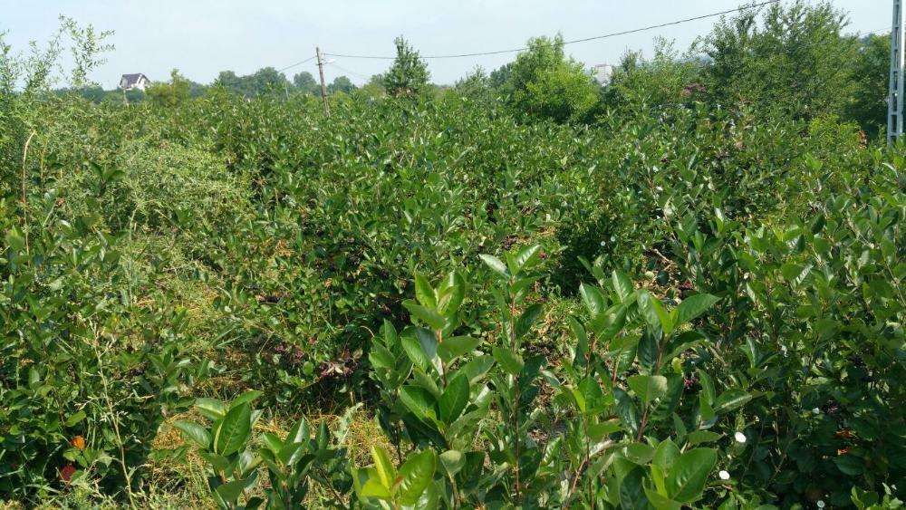 aronia de 3 ani cu fructificare