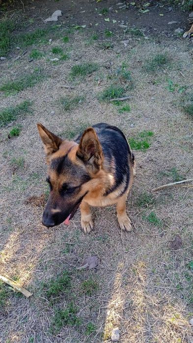 Продавам женска немска овчарка на 7 месеца.