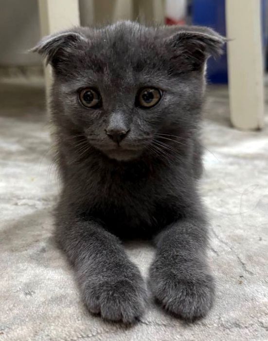 Scottish Fold(шотландские вислоухие )