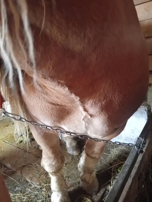 Vând harmasar de 4 ani