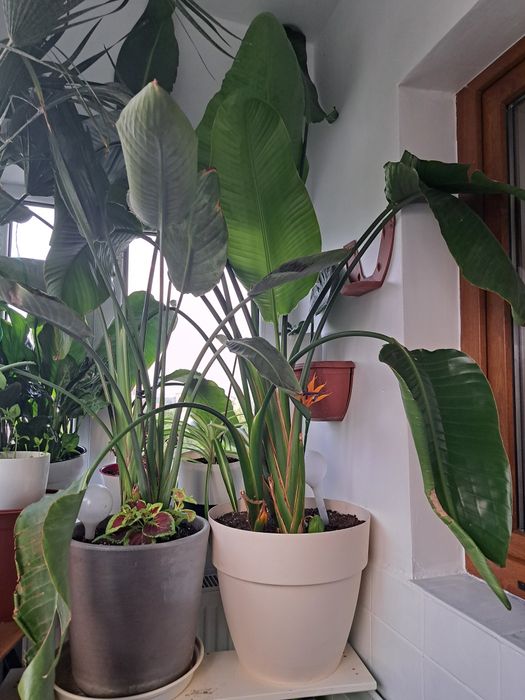 Vând Strelitzia, diferite dimensiuni.