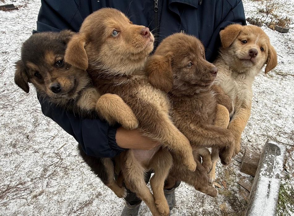 Отдам щенят бесплатно