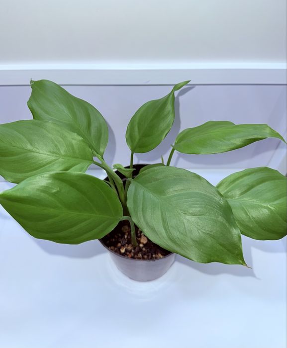 Аглаонема, комнатные растения, комнатные цветы