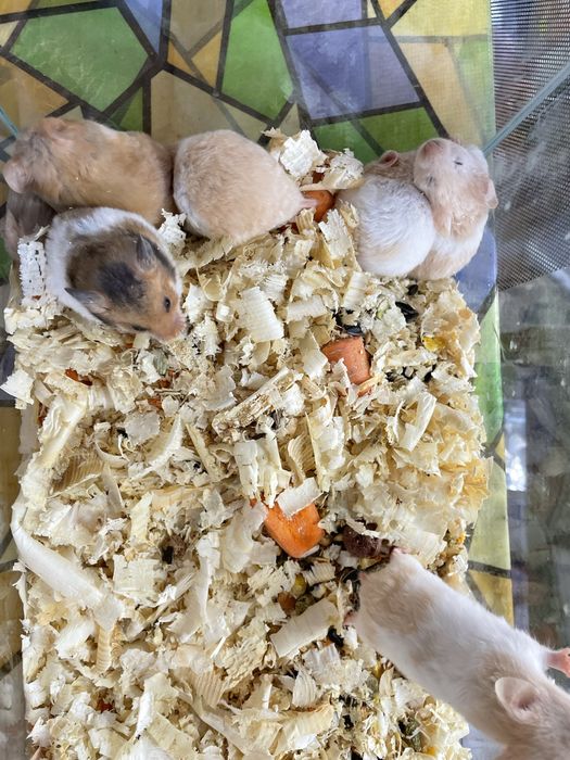 Продавам Хамстери и морски свинчета