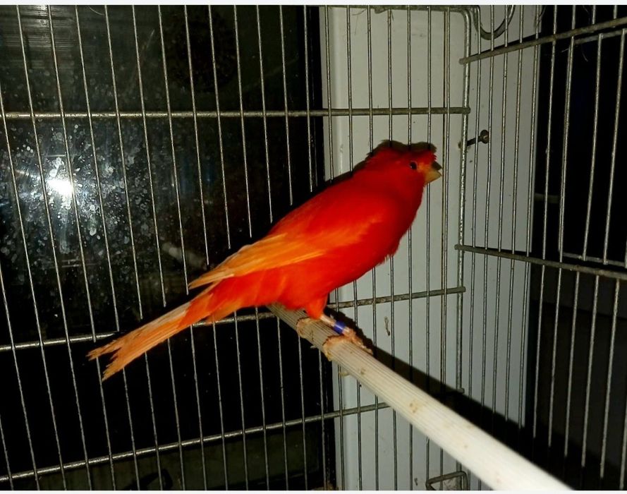 Vând canar de culoare