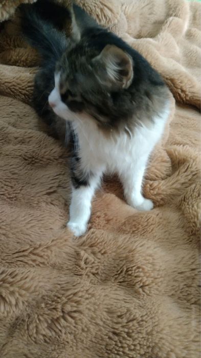 Кошка в добрые ручки