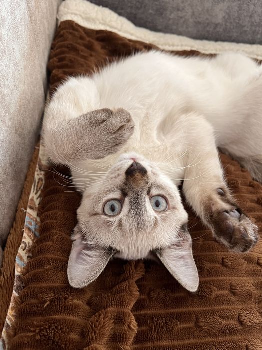 Котик, 4 месяца