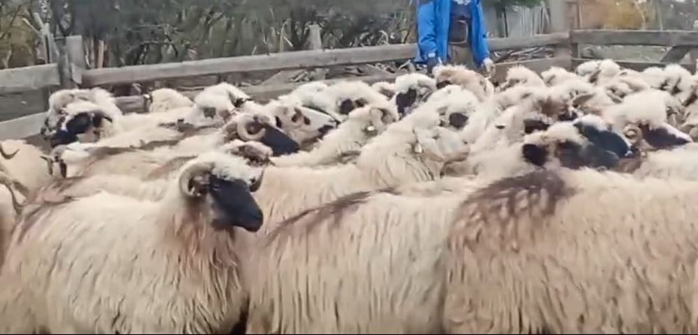 Oi țurcane de vânzare